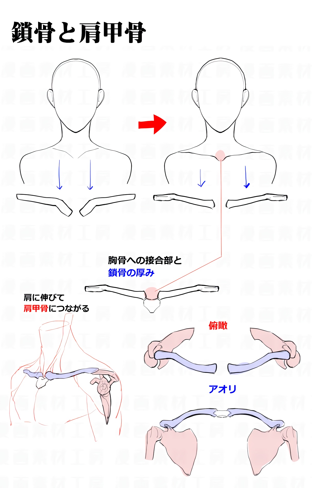 人体结构临摹参考素材 肩部骨骼结构详解 绘客栈 人体结构临摹参考素材 肩部骨骼结构详解 绘客栈