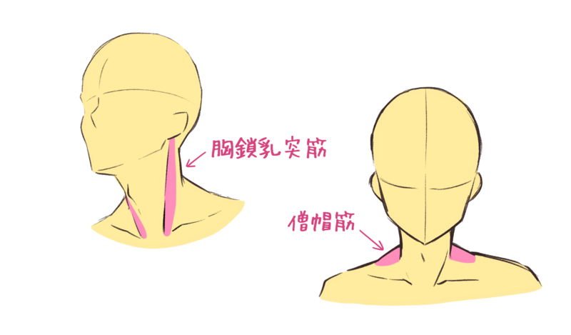 男性角色脖子、喉结的画法！