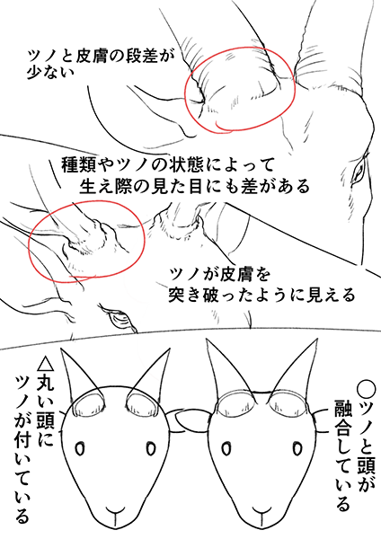 绘制野兽耳朵的诀窍！