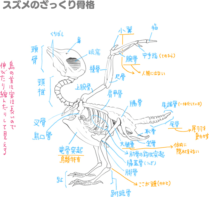 鸟的特点的画法讲解！