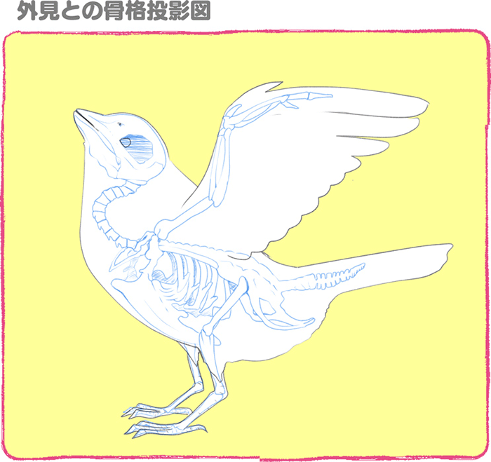 鸟的特点的画法讲解！