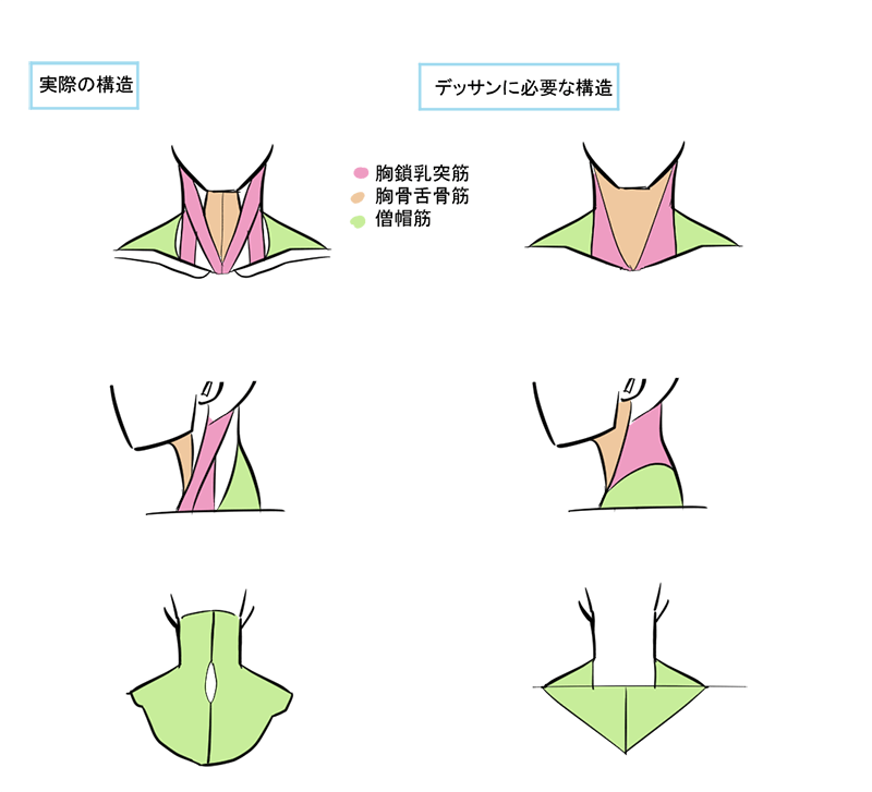 脖子的绘画技巧！