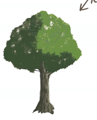 如何绘制阔叶树的方式？